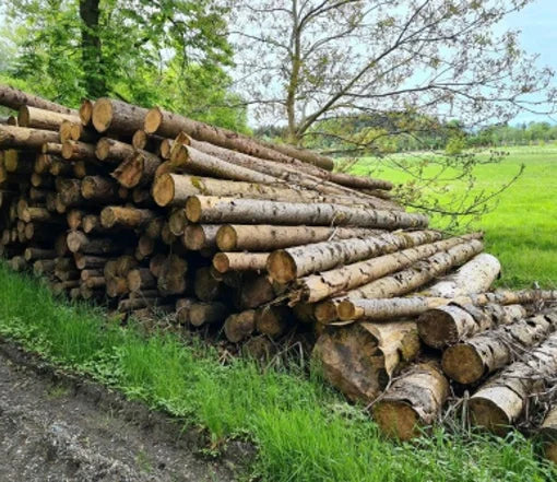 Stammholz