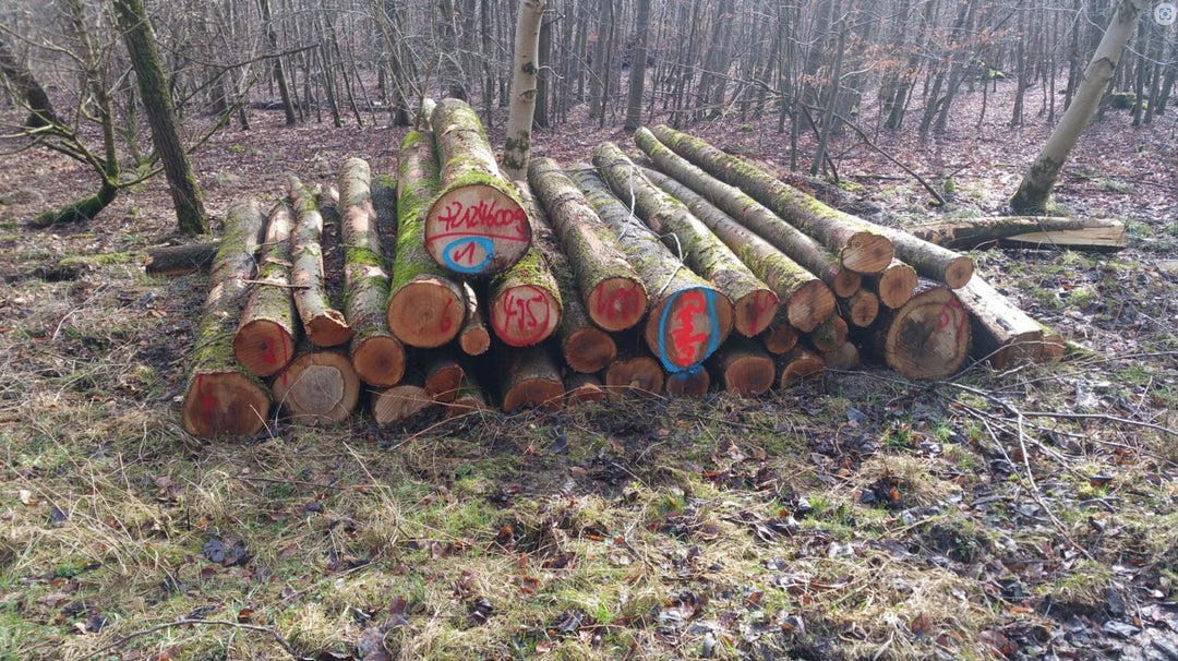 Stammholz – Esche